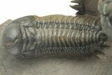 Pair of Crotalocephalina Trilobite Fossils - Atchana, Morocco #222368-7